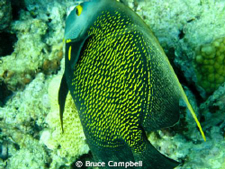 Lighthouse reef near Key west has a substantial abundance... by Bruce Campbell 